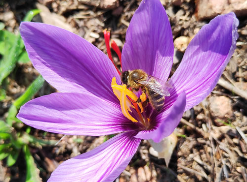 Aide plantation des bulbes de safran