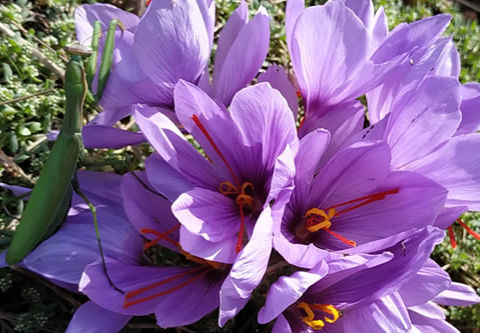 Plantation des bulbes de safran