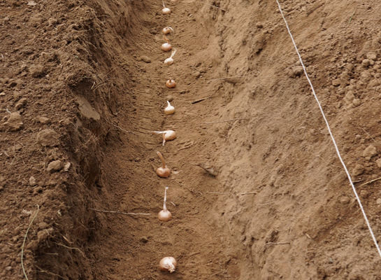 Plantation bulbes de safran